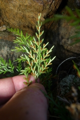 Asplenium appendiculatum