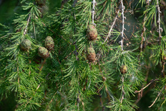 Larix sibirica