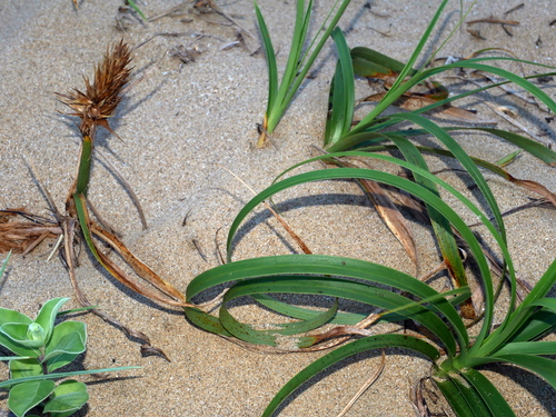 Image of Carex kobomugi by (c) Jacy Chen, some rights reserved (CC BY)