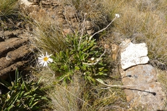 Celmisia spectabilis