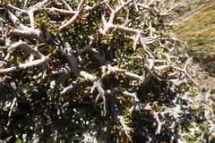 Pittosporum anomalum