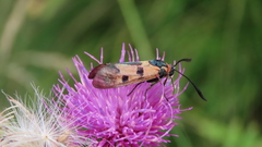 Zygaena laeta