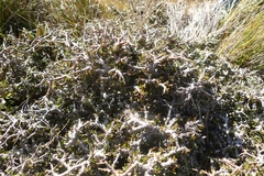 Pittosporum anomalum