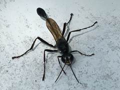 Eremnophila aureonotata