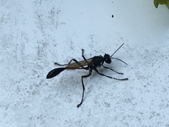 Eremnophila aureonotata
