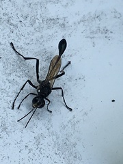 Eremnophila aureonotata