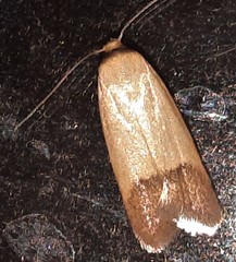Tachystola stenoptera