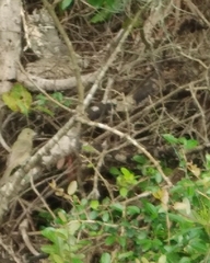 Passerina ciris ciris