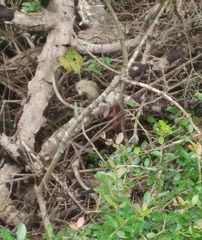 Passerina ciris ciris