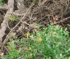 Passerina ciris ciris