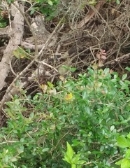 Passerina ciris ciris