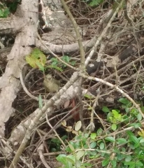 Passerina ciris ciris