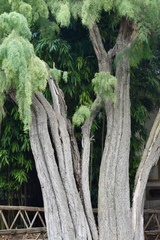 Cupressus pendula