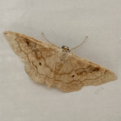 Idaea rubraria