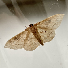 Idaea rubraria