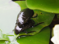 Hydrophilus piceus