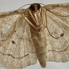 Idaea rubraria