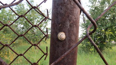 Caucasotachea vindobonensis