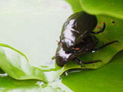 Hydrophilus piceus