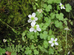 Kumlienia hystricula