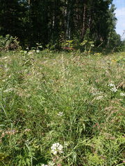 Artemisia mongolica