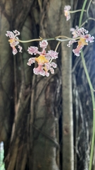 Trichocentrum oerstedii