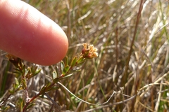 Pimelea suteri