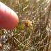 Pimelea suteri - Photo (c) Leon Perrie, some rights reserved (CC BY-NC), uploaded by Leon Perrie