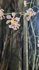 Trichocentrum oerstedii