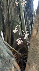 Trichocentrum oerstedii