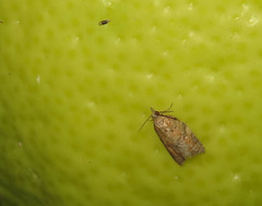 Argyrotaenia franciscana