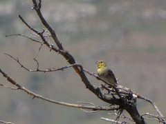 Emberiza cineracea cineracea