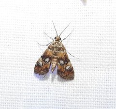 Elophila occidentalis