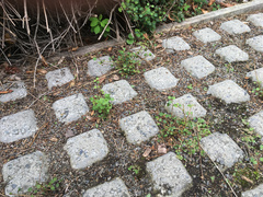 Teucrium parvifolium