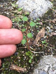 Teucrium parvifolium
