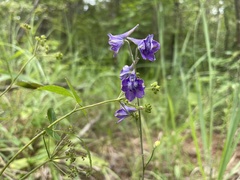 Delphinium exaltatum