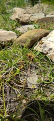 Carex pyrenaica