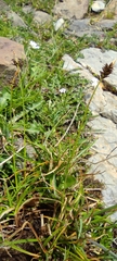 Carex pyrenaica