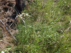Achillea asiatica