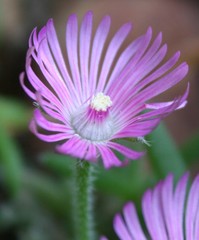 Trichodiadema occidentale