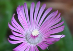 Trichodiadema occidentale