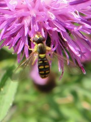 Sphaerophoria interrupta