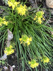 Bulbine lagopus