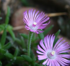 Trichodiadema occidentale