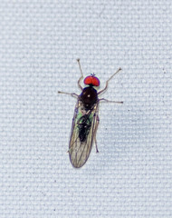 Hybotinae
