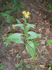 Senecio ovatus alpestris