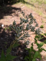 Eupatorium godfreyanum
