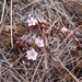 Montia racemosa - Photo (c) Leon Perrie, μερικά δικαιώματα διατηρούνται (CC BY-NC), uploaded by Leon Perrie