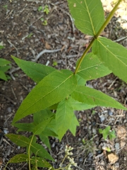 Eupatorium godfreyanum