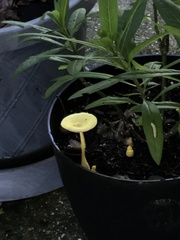Leucocoprinus birnbaumii image